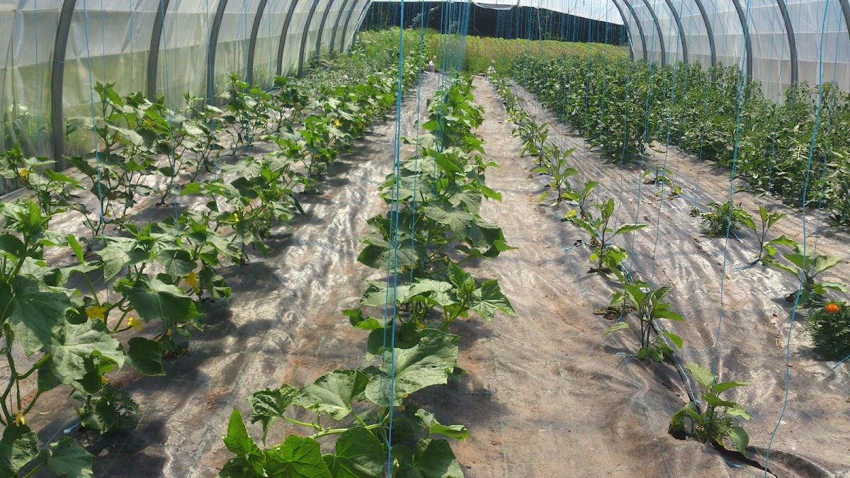 Rangées de légumes sous serre (concombres, tomates, aubergines)